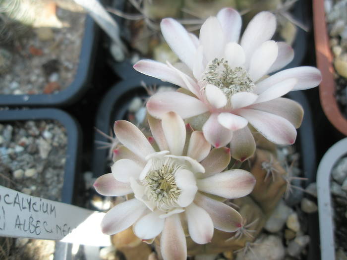 Gymnocalycium anisitsii - 09.06