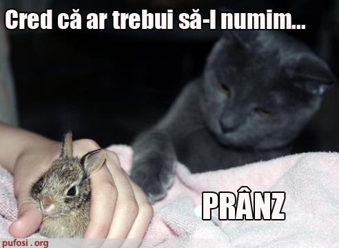 poze-amuzante-poza-amuzanta-pisica-este-entuziasmata-de-noul-animal-din-casa-rila-iepurila