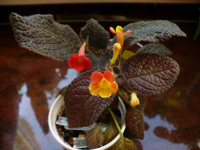 Chocolate Cream si Fire Lizard