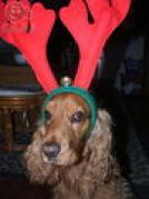 poze_m_caine_metamorfozat_in_ren[1]