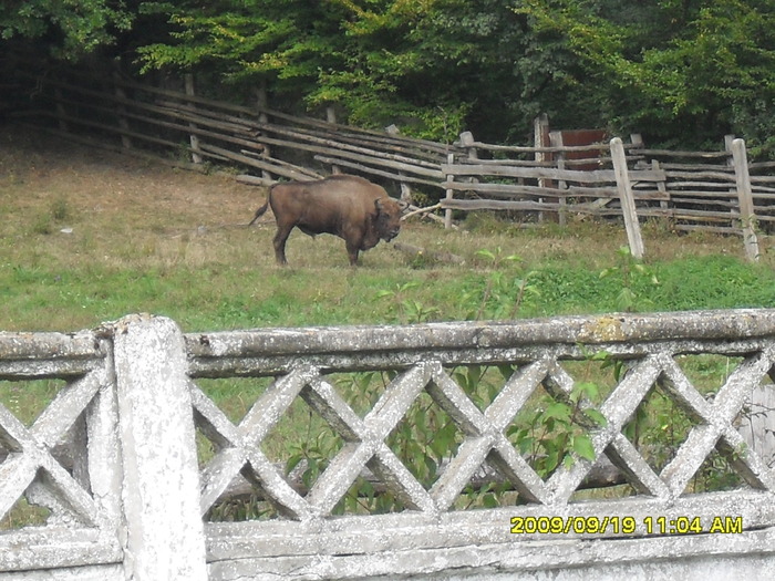 SDC10364 - rezervatia de zimbri hateg