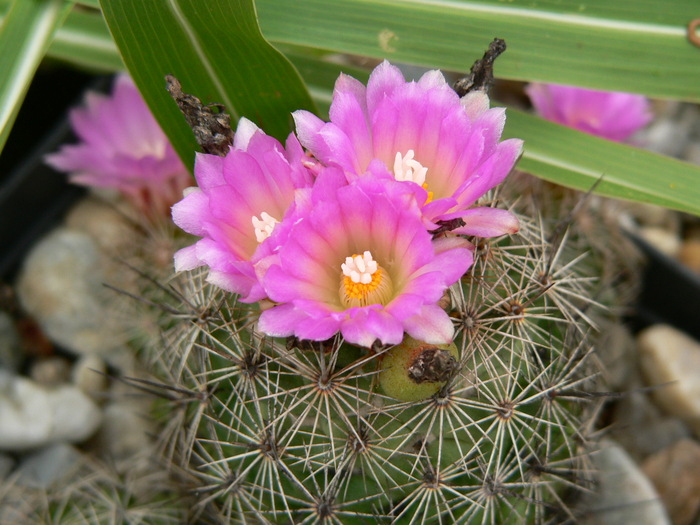 coryphantha_pussiliflora_2