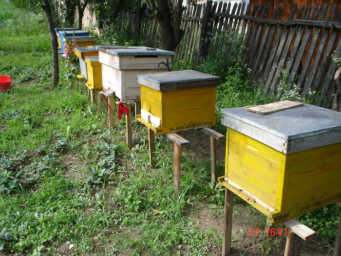 DSC05925 - ALBINUTZELE MELE