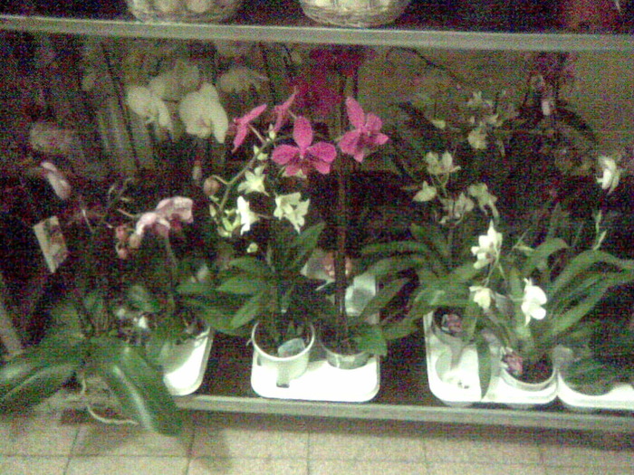 Imag012