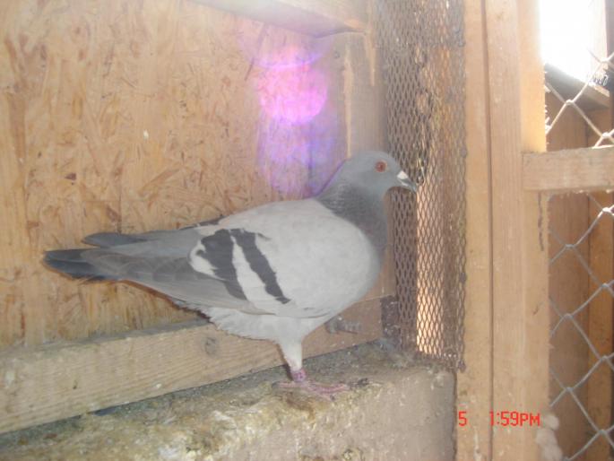 Picture 464 - porumbeii unui prieten