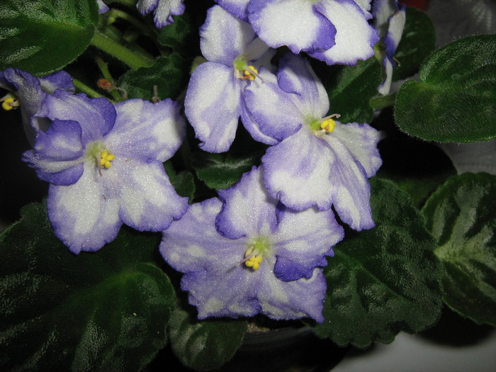 IMG_3624 - violete