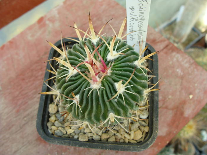 E. multicostatus - Neoporteria si altele