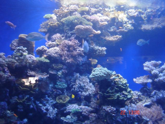 559 Israel - Eilat - The Observatory Marine Park - 2008 ISRAEL NOIEMBRIE