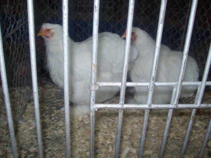 EXPO 2009 .01.09  CLUJ-NAPOCA 166