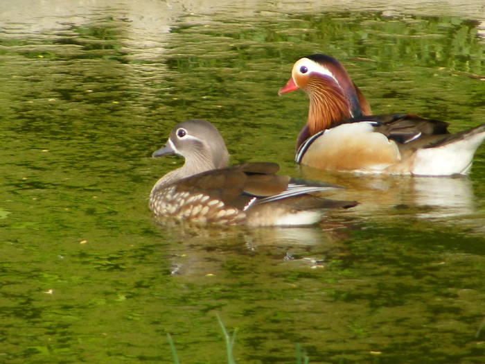 DSCF3968 - Rate mandarin si carolin