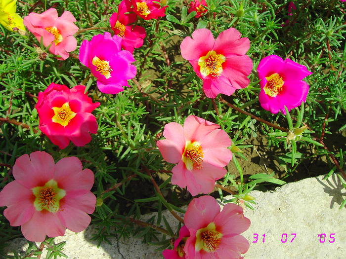 Flori de piatra - Flori 2008