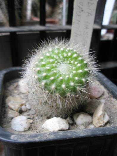 Parodia haselbergii 1 - cactusi la iernat 2008-2009