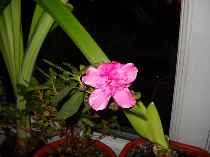 Azaleea Rosalinda - Plantele mele