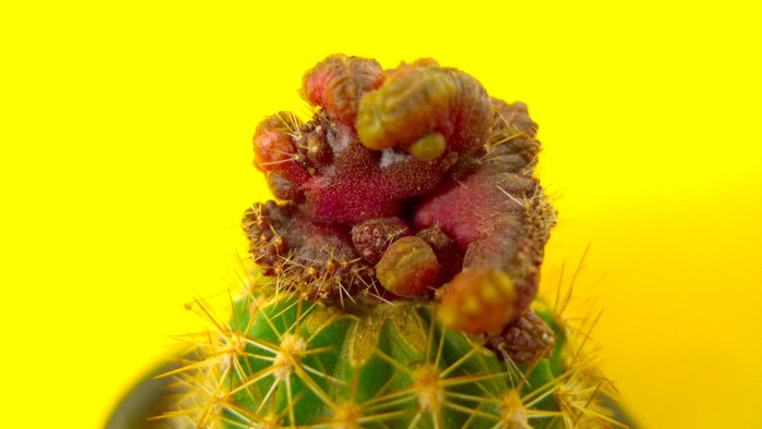 Echinopsis fma. cristata - Monstruozitati simpatice