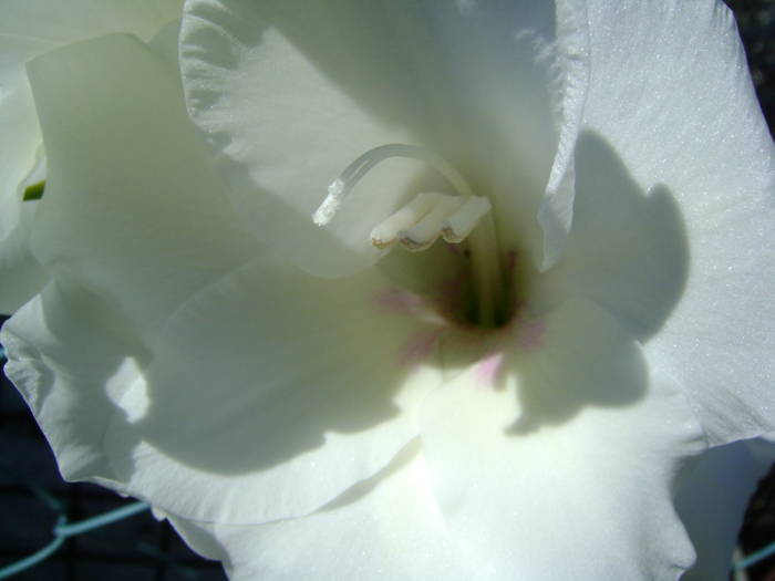 DSC02092 - gladiole