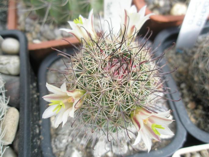 Mammillaria sp. cu flori - CACTUSI - ANUL 2008