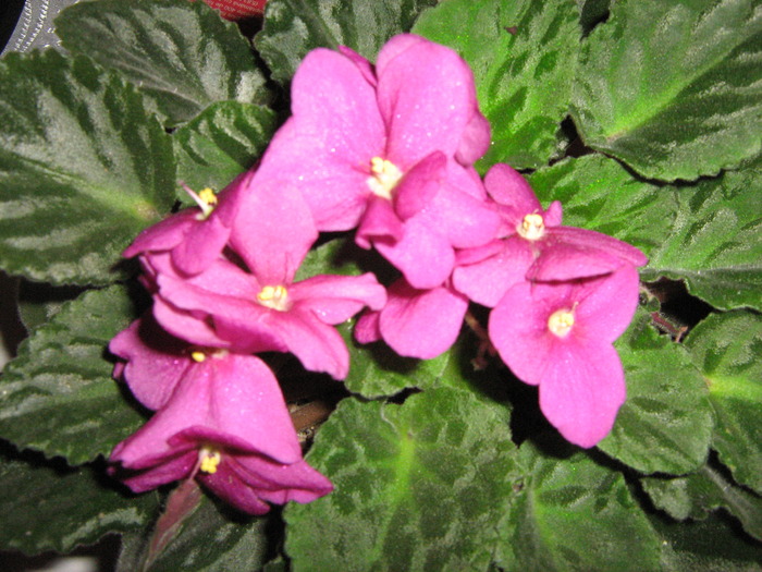 IMG_3627 - violete