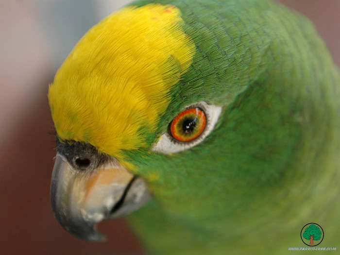 Wallpapers - Parrots - 24