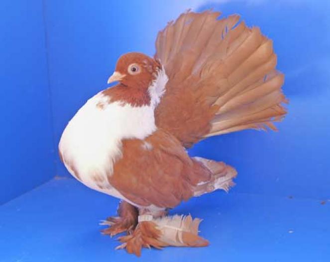 weissbruester_rot-32