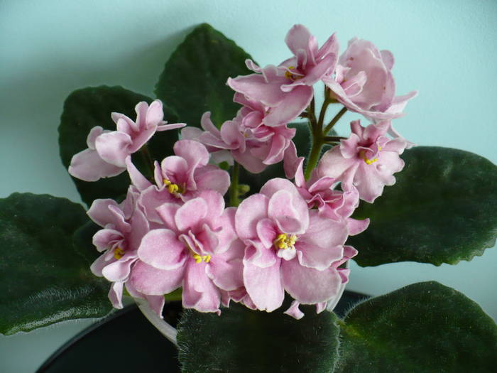 Aca's Pink Delight