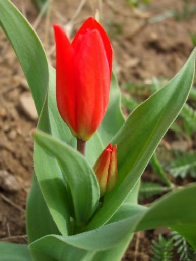 lalele pitice; mai multe flori din bulb
