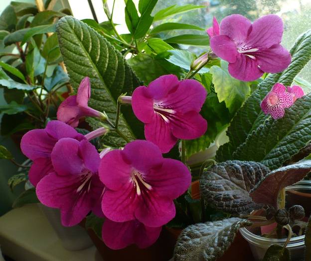 P1130437 - STREPTOCARPUSI