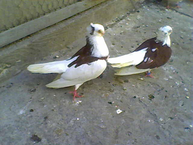 Sedat 025