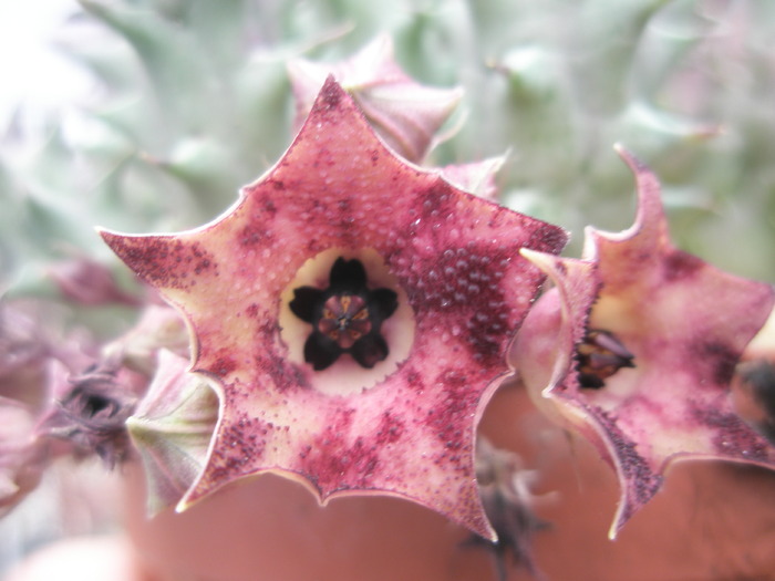 Huernia macrocarpa - 27.09 - Asclepidiacee 2009