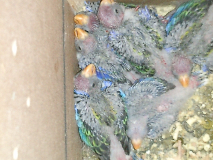 pui rosella rubin 5 decembrie 2009