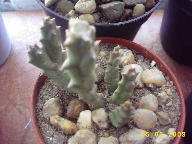 Stapelia Comparabilis - cactusi si  suculente 09