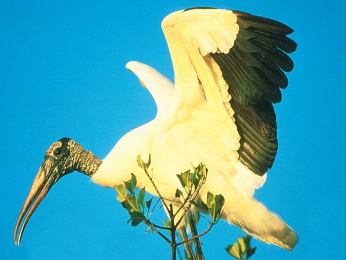 webshots1012 - Animale