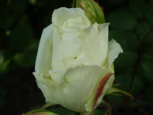 P5151415 - trandafiri