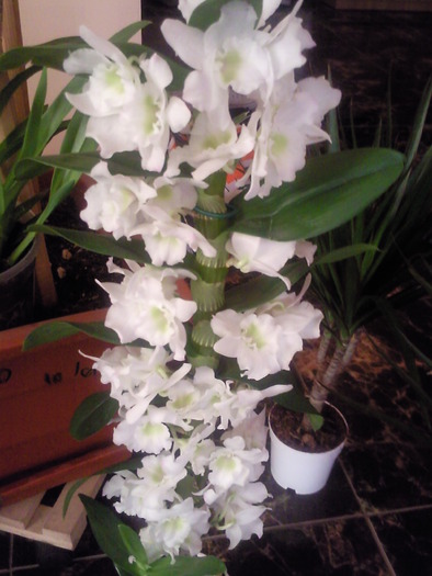 dendrobium - orhidee