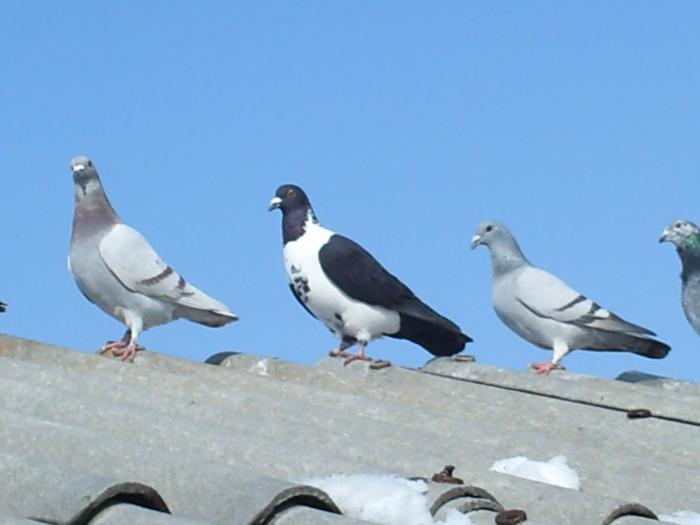 PICT0812 - PORUMBEII MEI