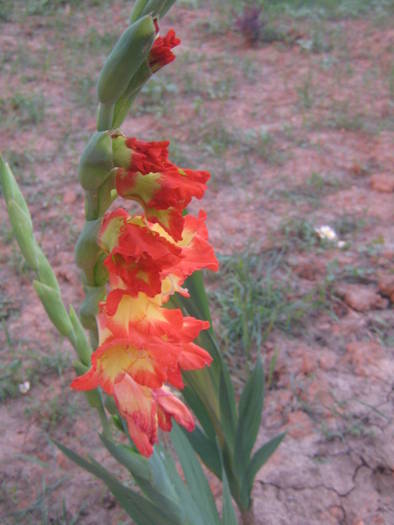 flori 222 - gladiole