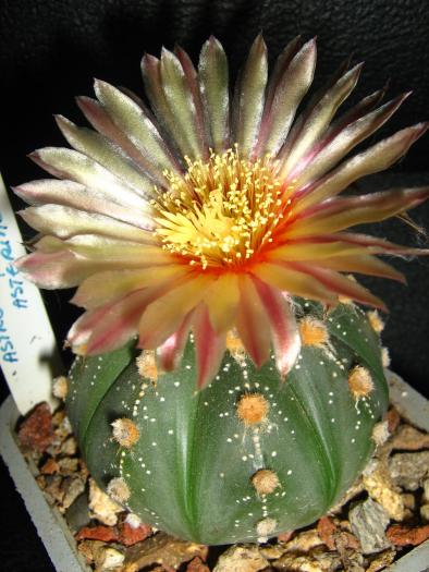 Astro.asterias hb.-floare