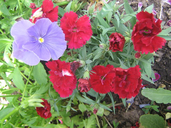 garofite - flori de gradina 2009