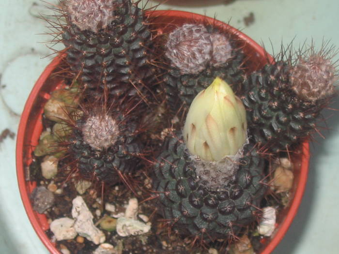 Frailea pygmaea - iulie 2009 - Cactusi