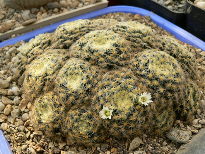 mammillaria_schiedeana