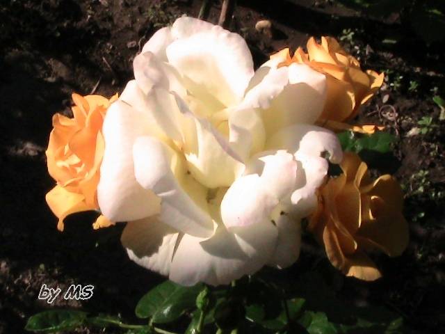 2 culori de tr pe o tija - Trandafiri