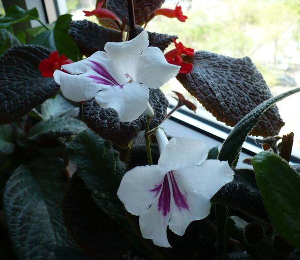 Pocahontas - STREPTOCARPUSI