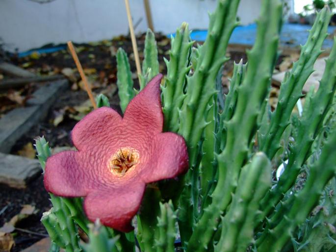 Stapelia comparabilis - plante 2007