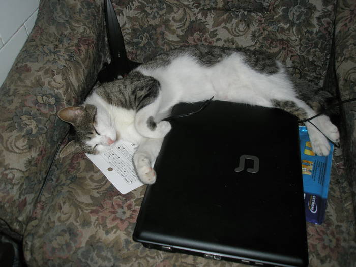 Miti doarme pe laptop - MITZY