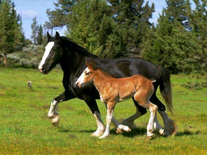 HORSE222