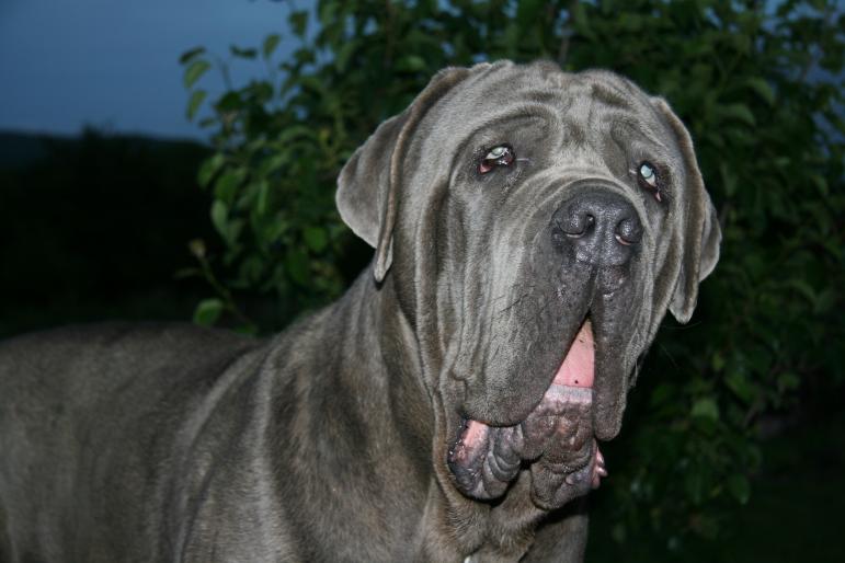 029 - Poze Mastino IN MEMORIAM