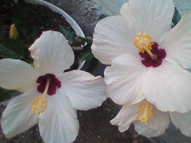 Imag049 - hibiscus