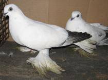 berzati de budapesta - X-TODAS LAS RASAS DE PALOMAS EN EL MUNDO