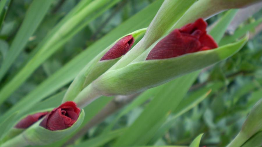 P8070135 - gladiole 2008-2009