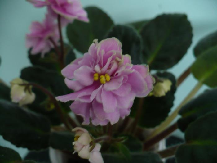 Rose Marie detaliu flori - Saintpaulia - violete de camera