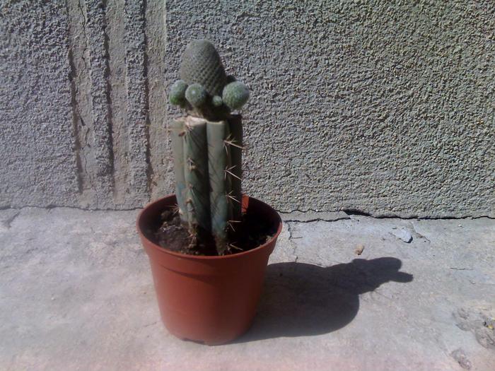 Lobivia famatimensis (hibrid) - cactusii mei